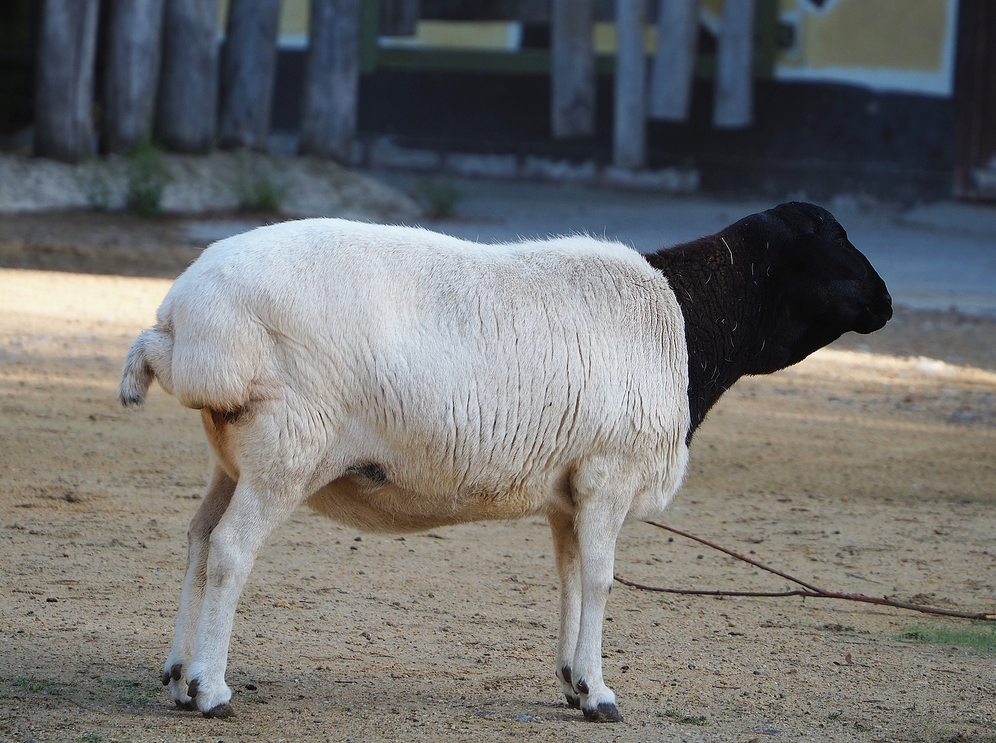 Somali Blackhead sheep with white body and black head